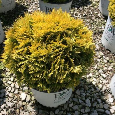 Anna's Magic Ball® Arborvitae (Thuja occidentalis 'Annas Magic Ball') - 2 gallon