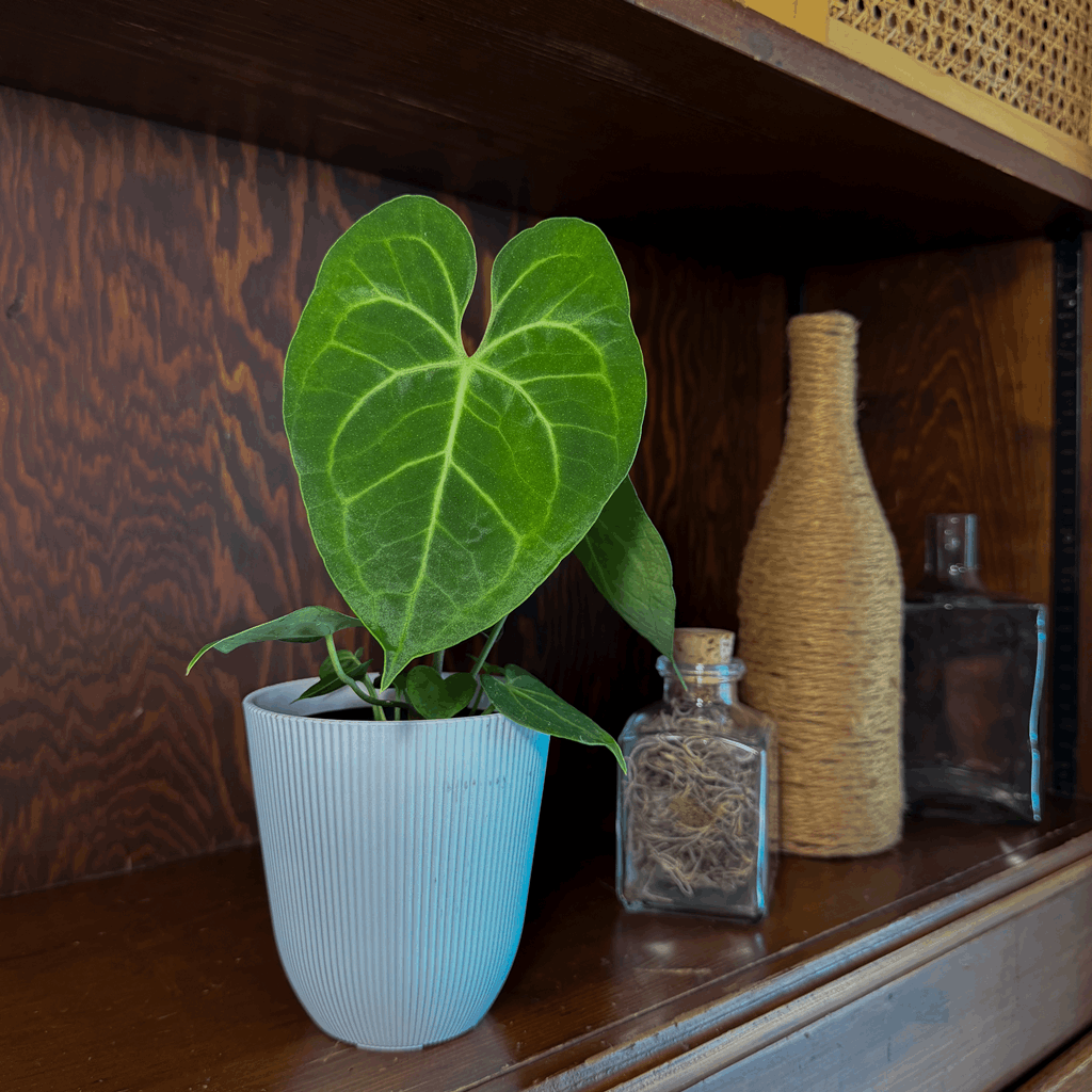 Anthurium Clarinervium Hybrid - 4 Inch Indoor Houseplant - Image 3