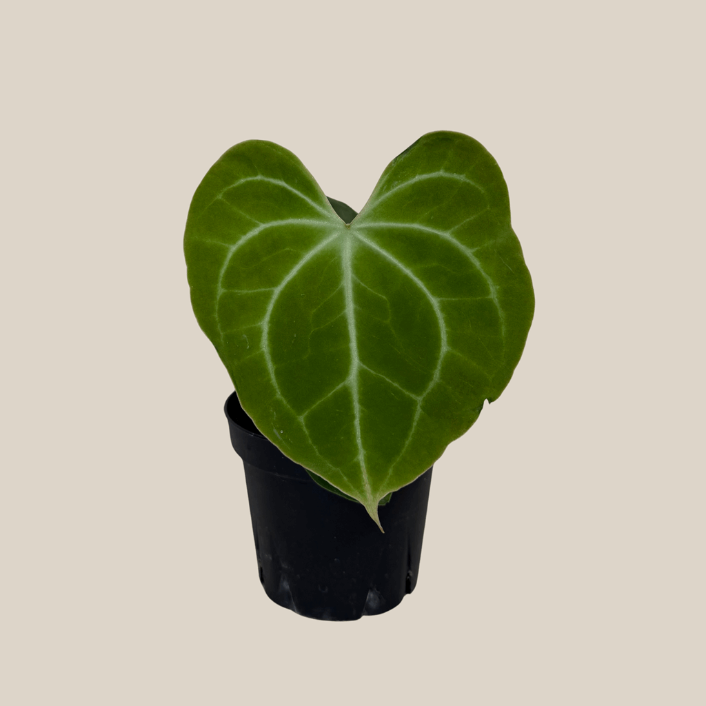 Anthurium Clarinervium Hybrid - 4 Inch Indoor Houseplant - Image 4