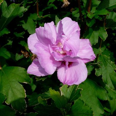 Ardens Rose of Sharon (Hibiscus syriacus 'Ardens') - 3 gallon 18"