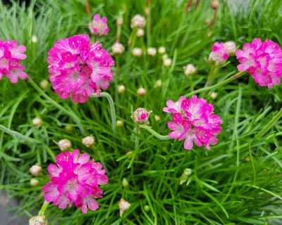 Armeria m. 'Splendens' - Image 2
