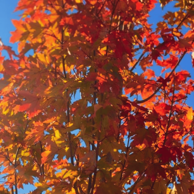 Armstrong Gold Maple