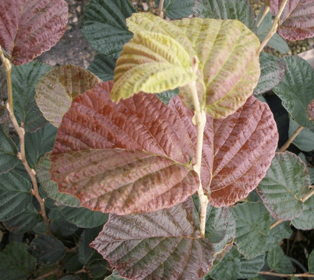 Arnold's Promise Witchhazel (Hamamelis x intermedia 'Arnold's Promise') - 1 gallon TREE