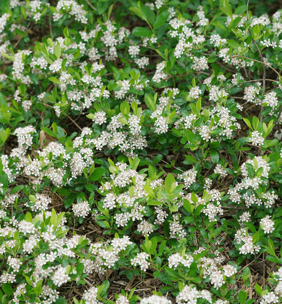Aronia m. Ground Hug® (Ground Hog™) - Image 2