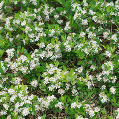 Aronia m. Ground Hug® (Ground Hog™)