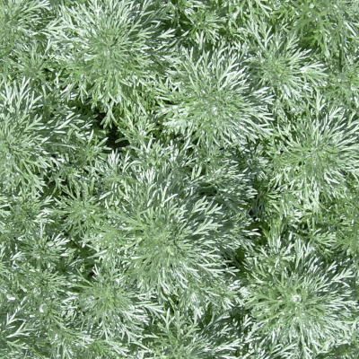 Artemisia 'Silver Mound'