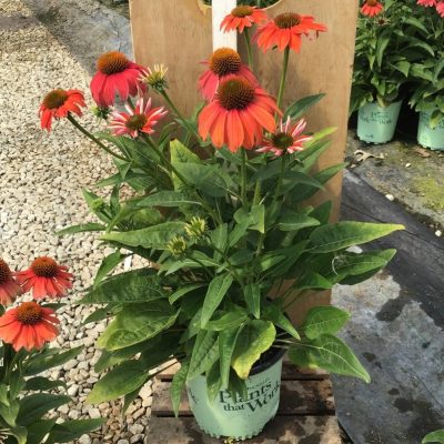 Artisan™ Red Ombre Coneflower (Echinacea artisan 'Red Ombre') - 3QT