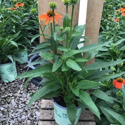 Artisan™ Soft Orange Coneflower (Echinacea artisan 'Soft Orange') - 3QT