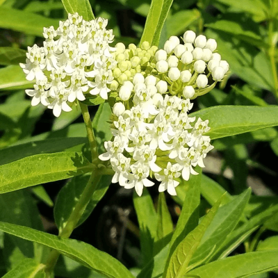 Asclepias i. 'Ice Ballet'
