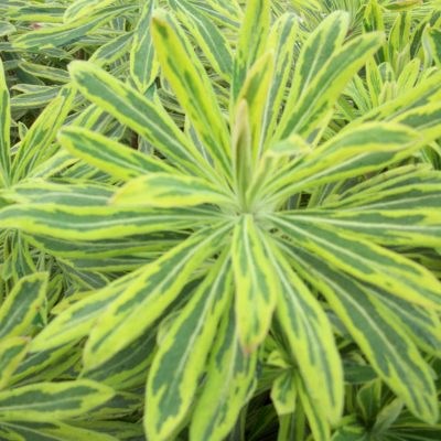 Ascot Rainbow Cushion Spurge (Euphorbia x martinii 'Ascot Rainbow') - QT