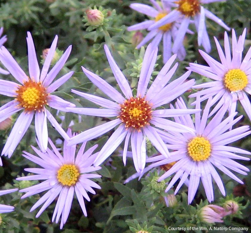 Aster o. 'Raydon's Favorite'