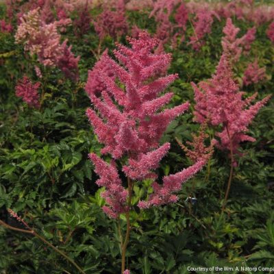Astilbe 'Rheinland'