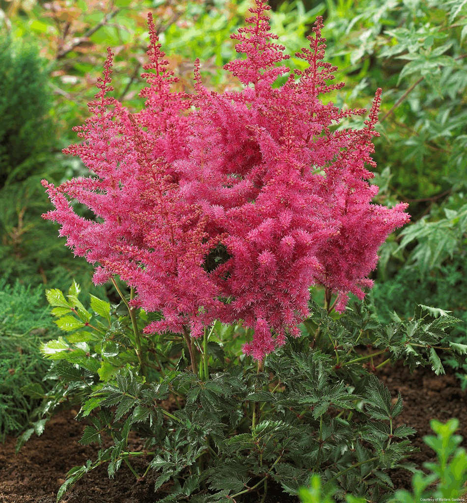 Astilbe 'Rise And Shine'