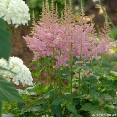 Astilbe c. 'Visions in Pink'