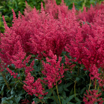 Astilbe j. 'Montgomery'