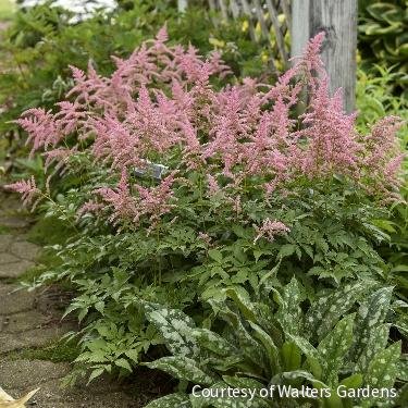 Astilbe x a. 'Bressingham Beauty'