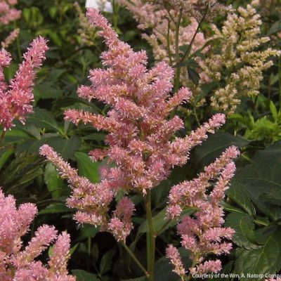 Astilbe x r. 'Peach Blossom'
