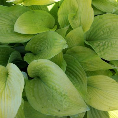 August Moon Plantain Lily (Hosta august 'August Moon') - 1 gallon