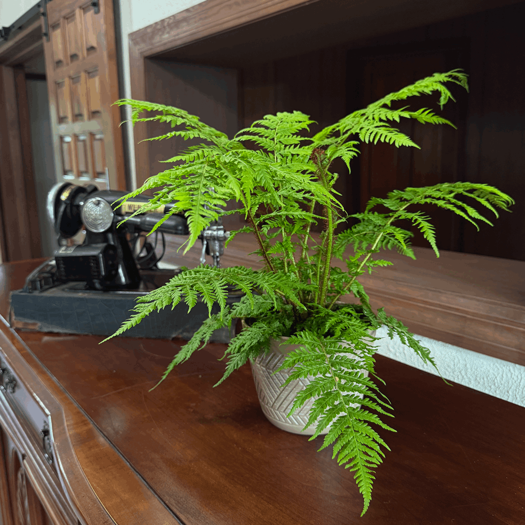 Australian Tree Fern (Cyathea Cooperi) - 6 Inch Indoor Houseplant - Image 3