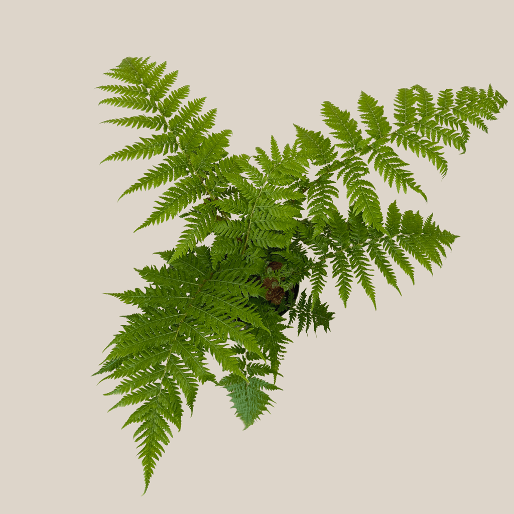 Australian Tree Fern (Cyathea Cooperi) - 6 Inch Indoor Houseplant - Image 4