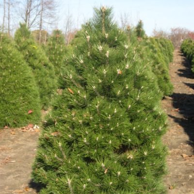Austrian Pine (Pinus nigra) - 5 gallon