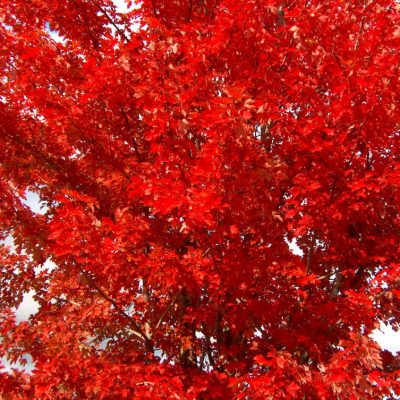 Autumn Blaze® Red Maple (Acer x freemanii 'Jeffersred') - 3 gallon 48"