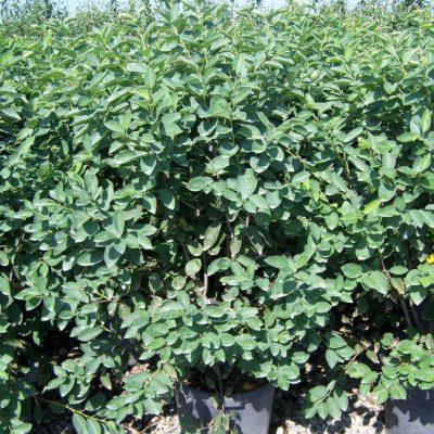 Autumn Brilliance® Serviceberry (Amelanchier x grandiflora 'Autumn Brilliance') - 3 gallon 36"