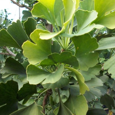 Autumn Gold Ginkgo (Ginkgo biloba 'Autumn Gold') - 2 gallon 36"