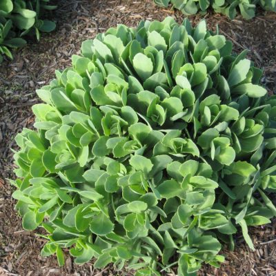 Autumn Joy Stonecrop (Sedum 'Autumn Autumn Joy') - 1 gallon