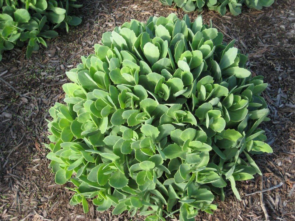 Autumn Joy Stonecrop (Sedum 'Autumn Autumn Joy') - QT