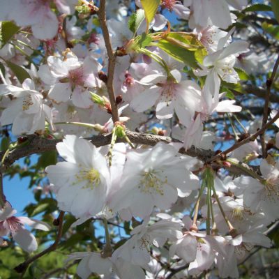 Autumnalis Higan Cherry (Prunus subhirtella 'Autumnalis') - 3 gallon