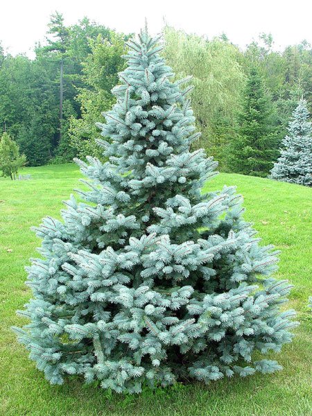 Baby Blue Spruce (Picea pungens 'Baby Blue') - 6" ECO POT
