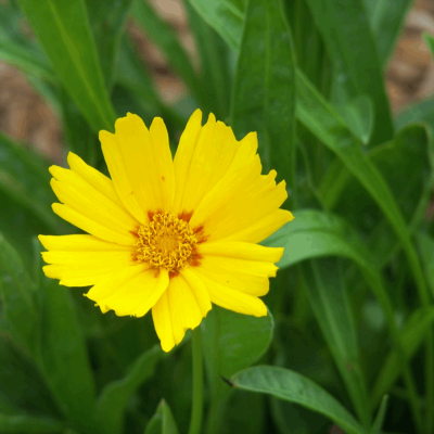Baby Sun Tickseed (Coreopsis grandiflora 'Baby Sun') - 1 gallon