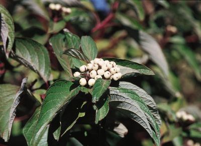 Bailey Red Twig Dogwood (Cornus stolonifera 'Baileyi') - 3 gallon 18"