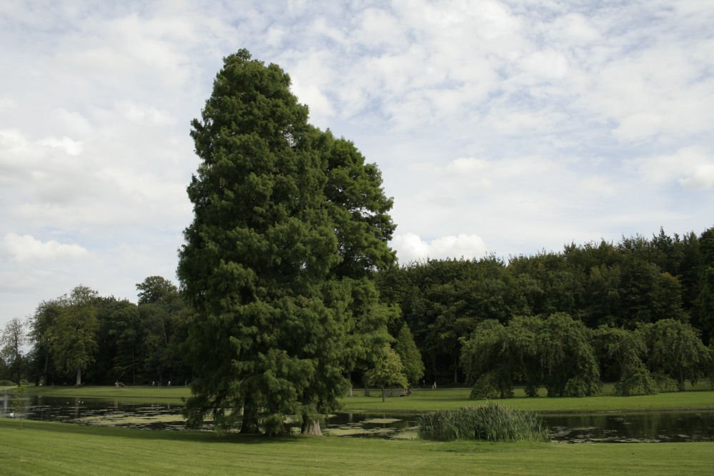 Baldcypress (Taxodium distichum) - 3 gallon 36"