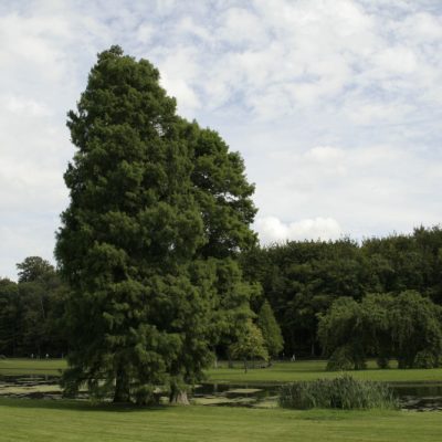 Baldcypress (Taxodium distichum) - 3 gallon 36"