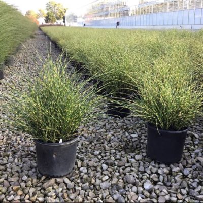 Bandwidth Maiden Grass (Miscanthus 'M. S. Bandwidth') - 3 gallon