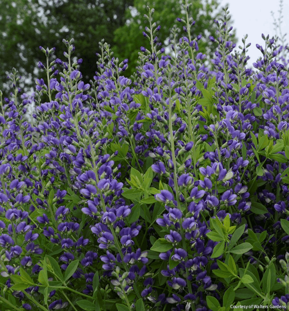 Baptisia Decadence® 'Blueberry Sundae'