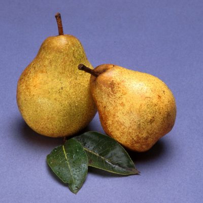 Bartlett Pear (Pyrus 'Fruit Bartlett') - 5 gallon 60"
