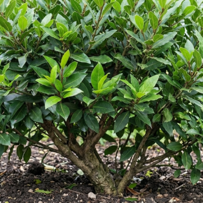 Bay Laurel (Laurus nobilis) - 1 gallon