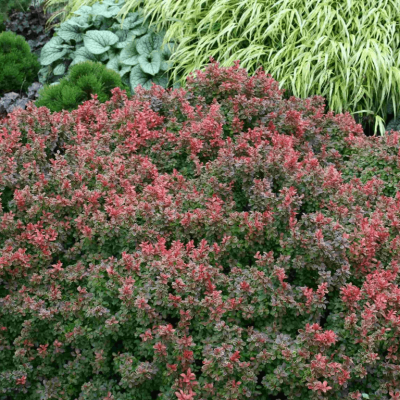 Berberis t. 'Admiration'