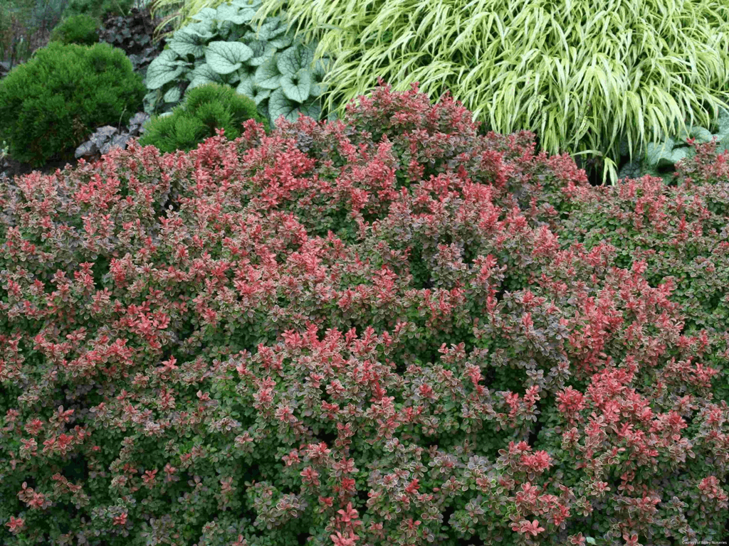 Berberis t. 'Admiration'