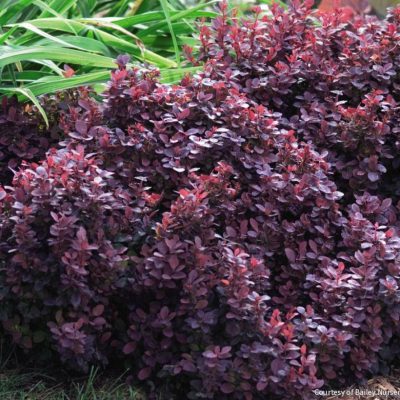 Berberis t. 'Concorde'