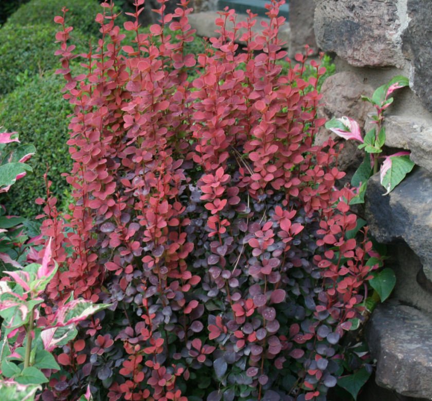 Berberis t. 'Orange Rocket' - Image 2