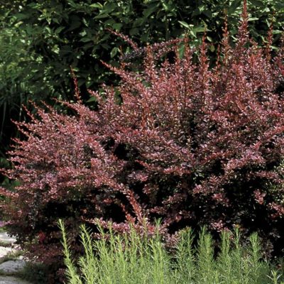 Berberis t. 'Rose Glow'