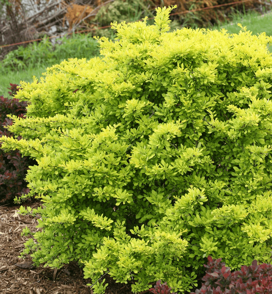 Berberis t. Sunjoy® Citrus - Image 2