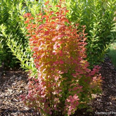 Berberis t. Sunjoy Orange Pillar™