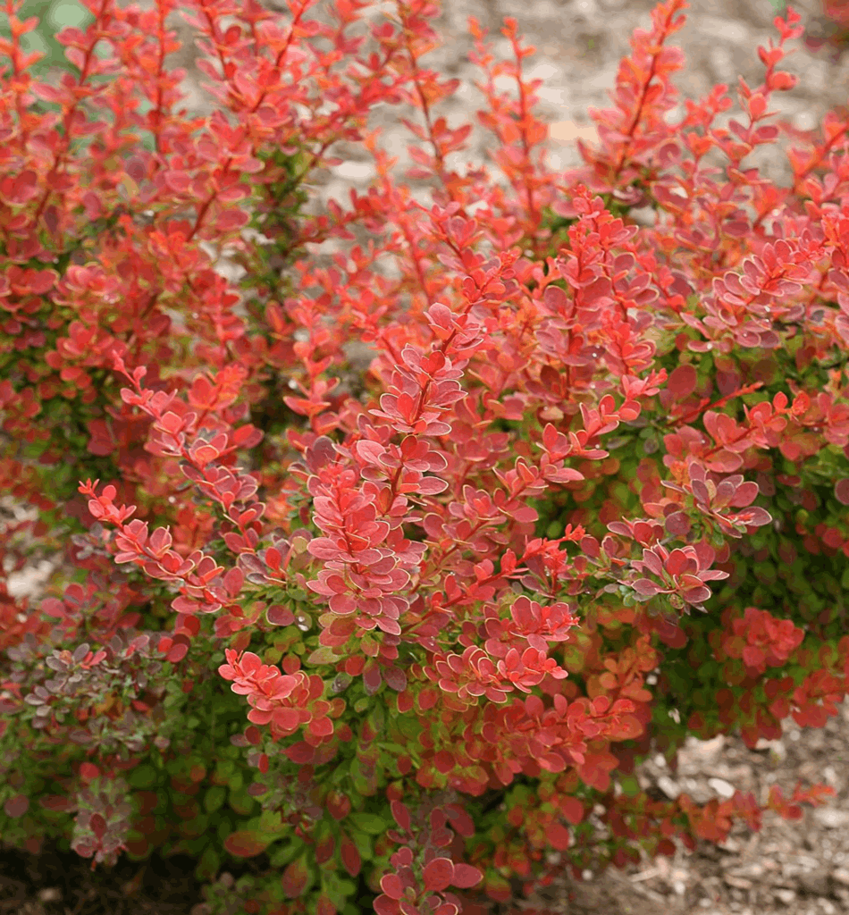 Berberis t. Sunjoy® Tangelo - Image 2