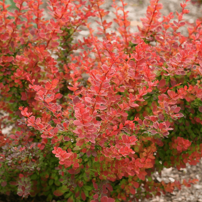 Berberis t. Sunjoy® Tangelo