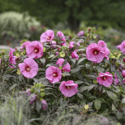 Berry Awesome Hibiscus